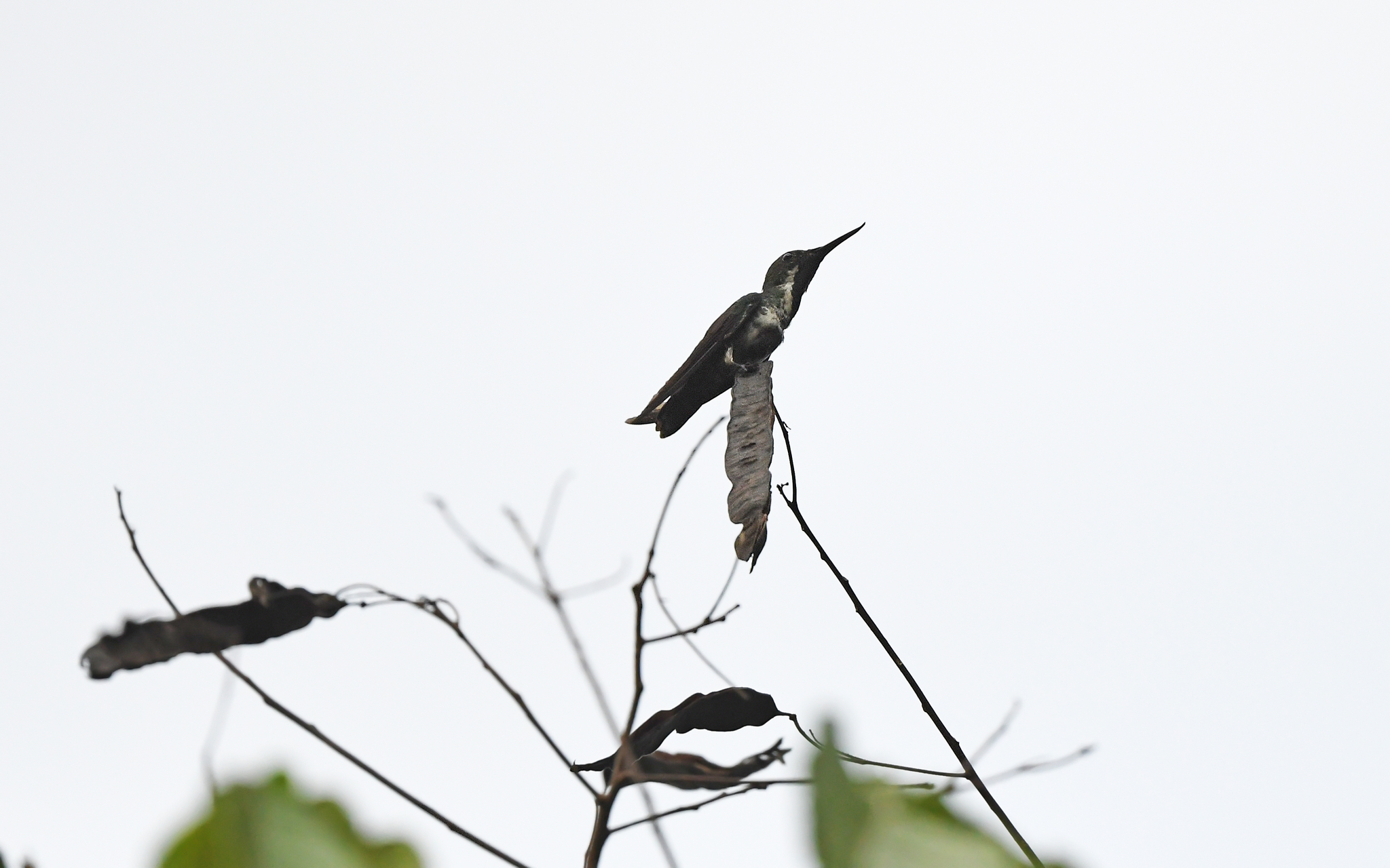 Fiery-tailed Awlbill (Avocettula recurvirostris), photo 6