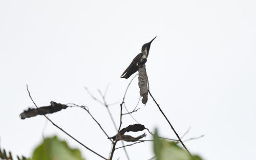 Fiery-tailed Awlbill (Avocettula recurvirostris), photo 4