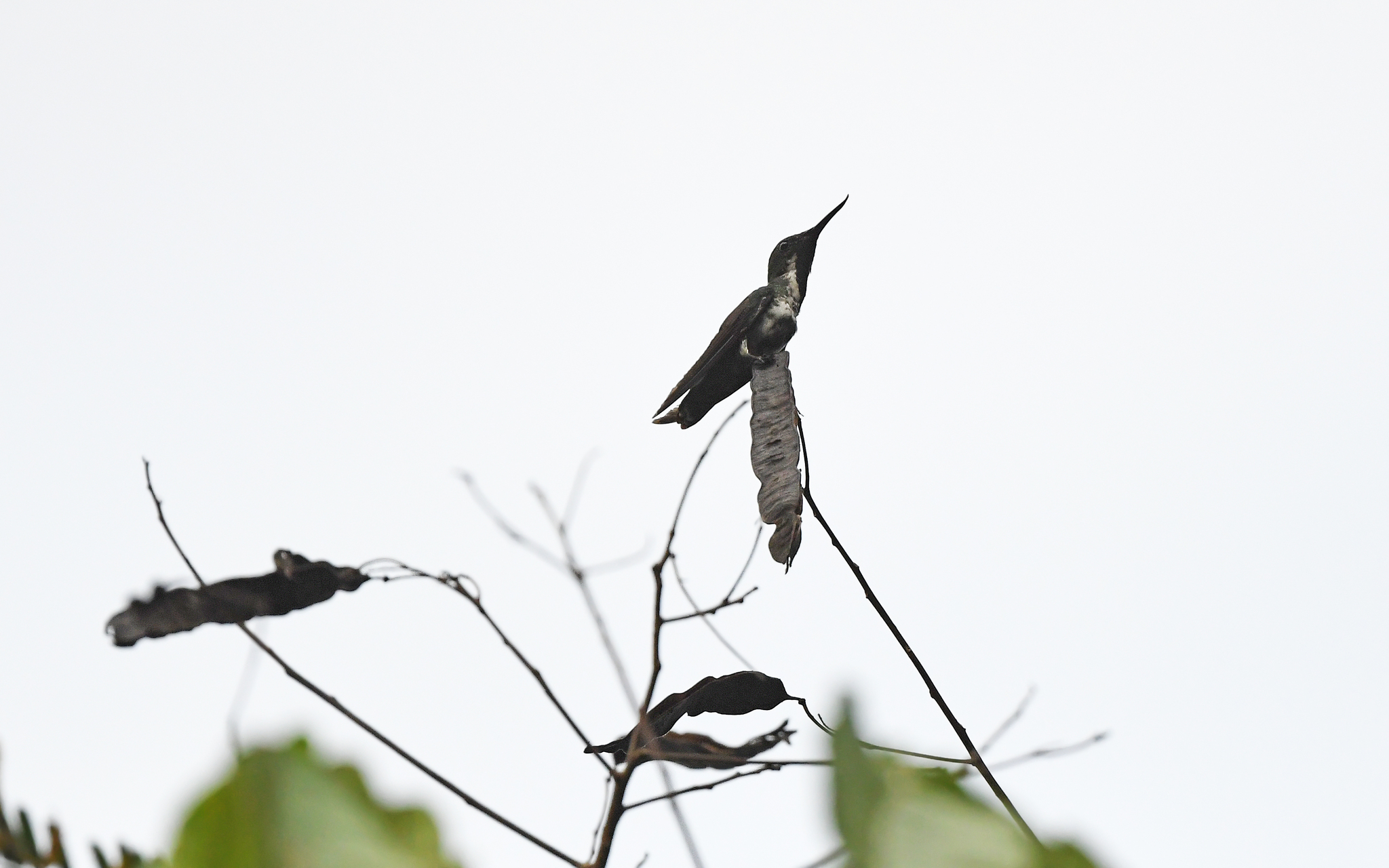 Fiery-tailed Awlbill (Avocettula recurvirostris), photo 7