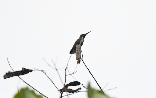 Fiery-tailed Awlbill (Avocettula recurvirostris), photo 6