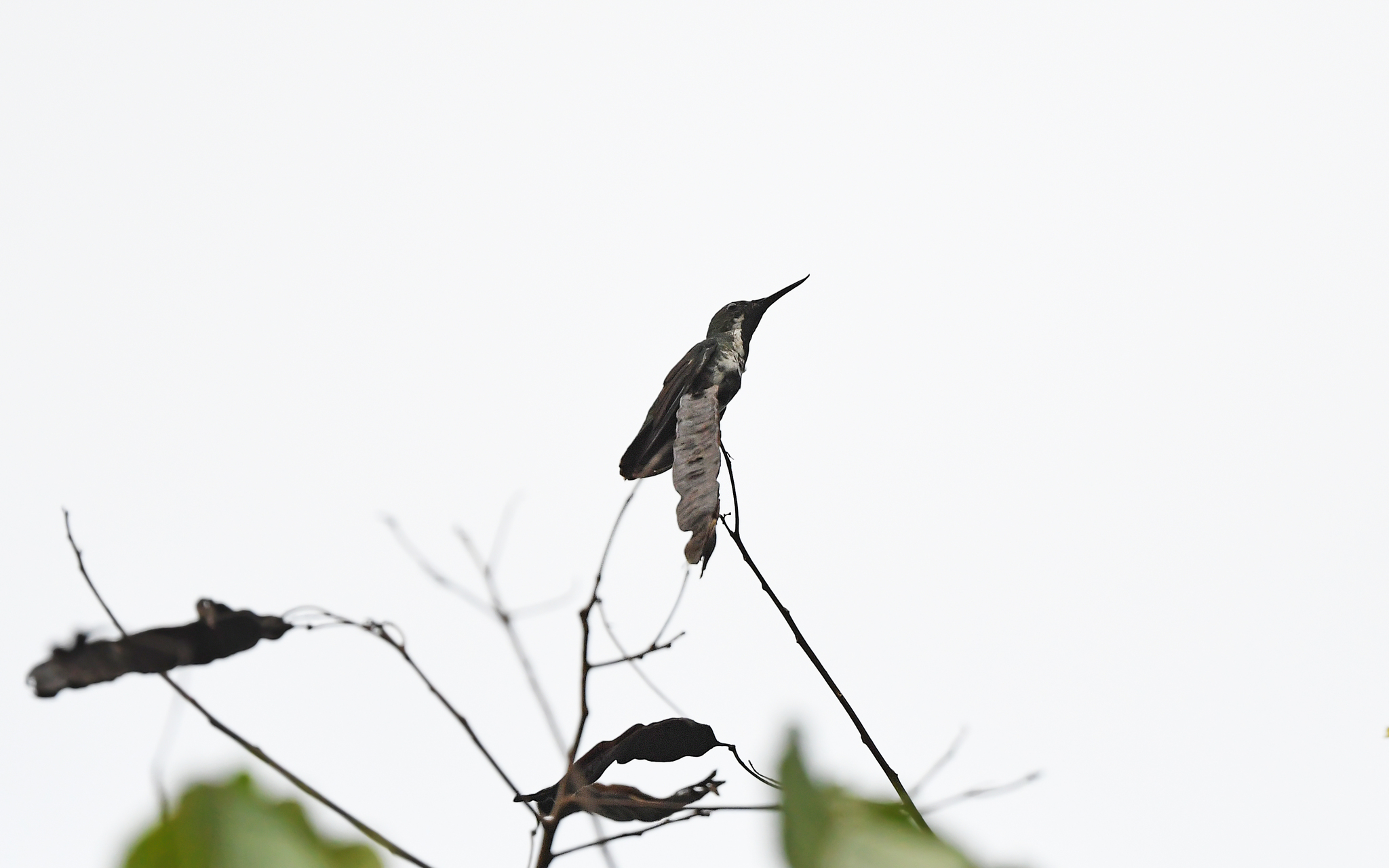 Fiery-tailed Awlbill (Avocettula recurvirostris), photo 9