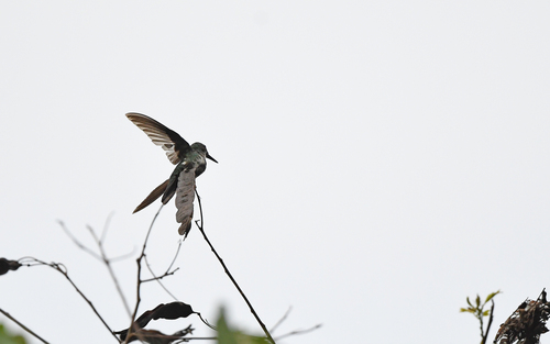 Fiery-tailed Awlbill (Avocettula recurvirostris), photo 5