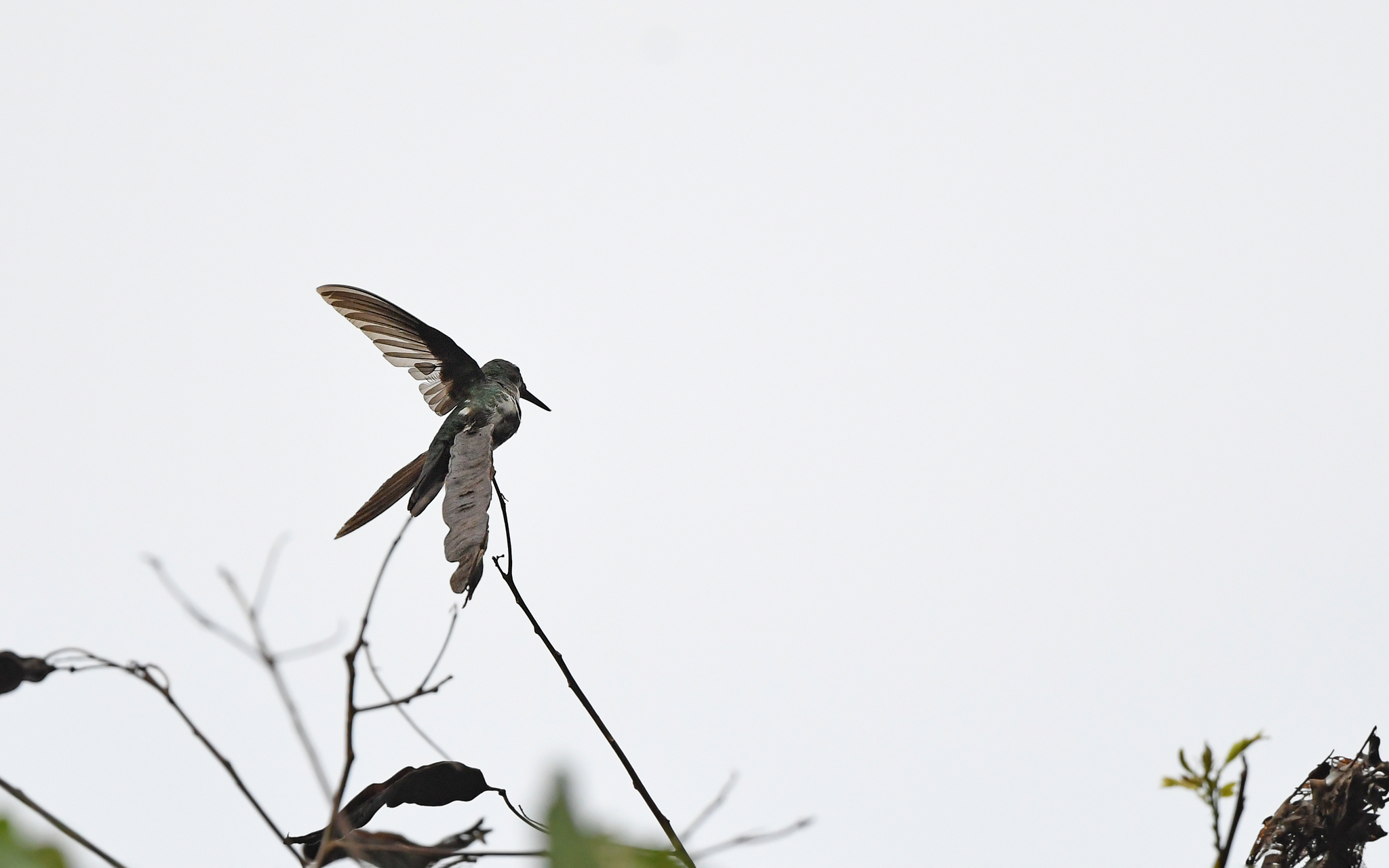Fiery-tailed Awlbill (Avocettula recurvirostris), photo 8