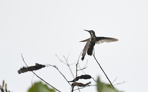 Fiery-tailed Awlbill (Avocettula recurvirostris), photo 7