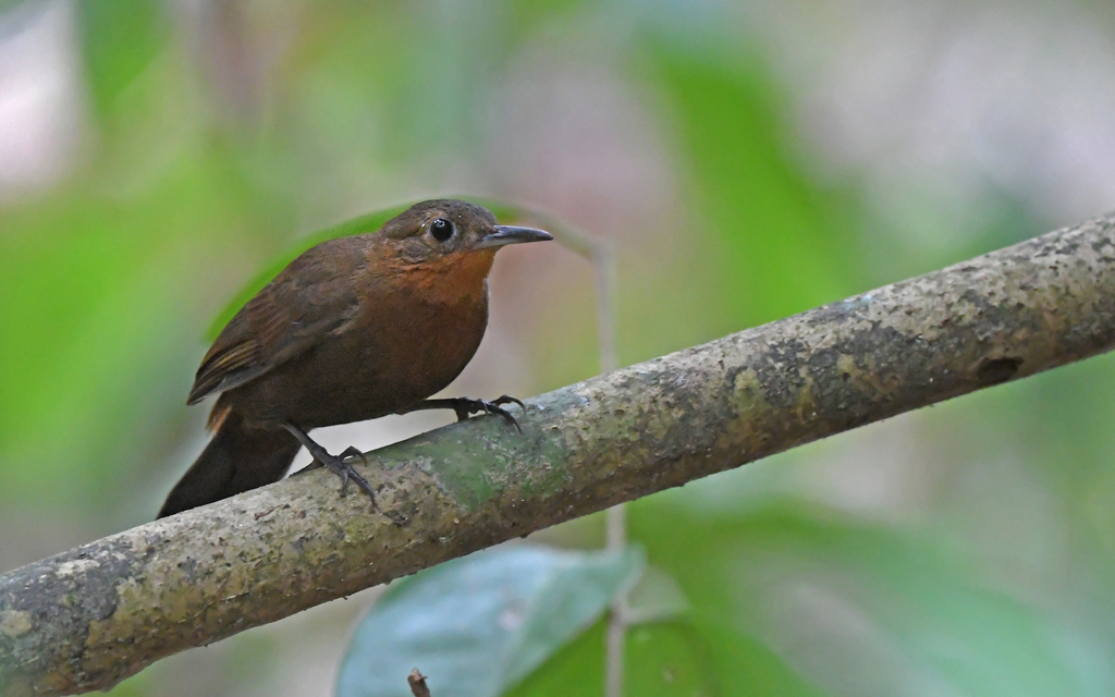 Short-Billed Leaftosser