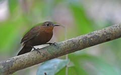 Short-Billed Leaftosser photo 1