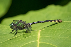 Ophiogomphus mainensis
