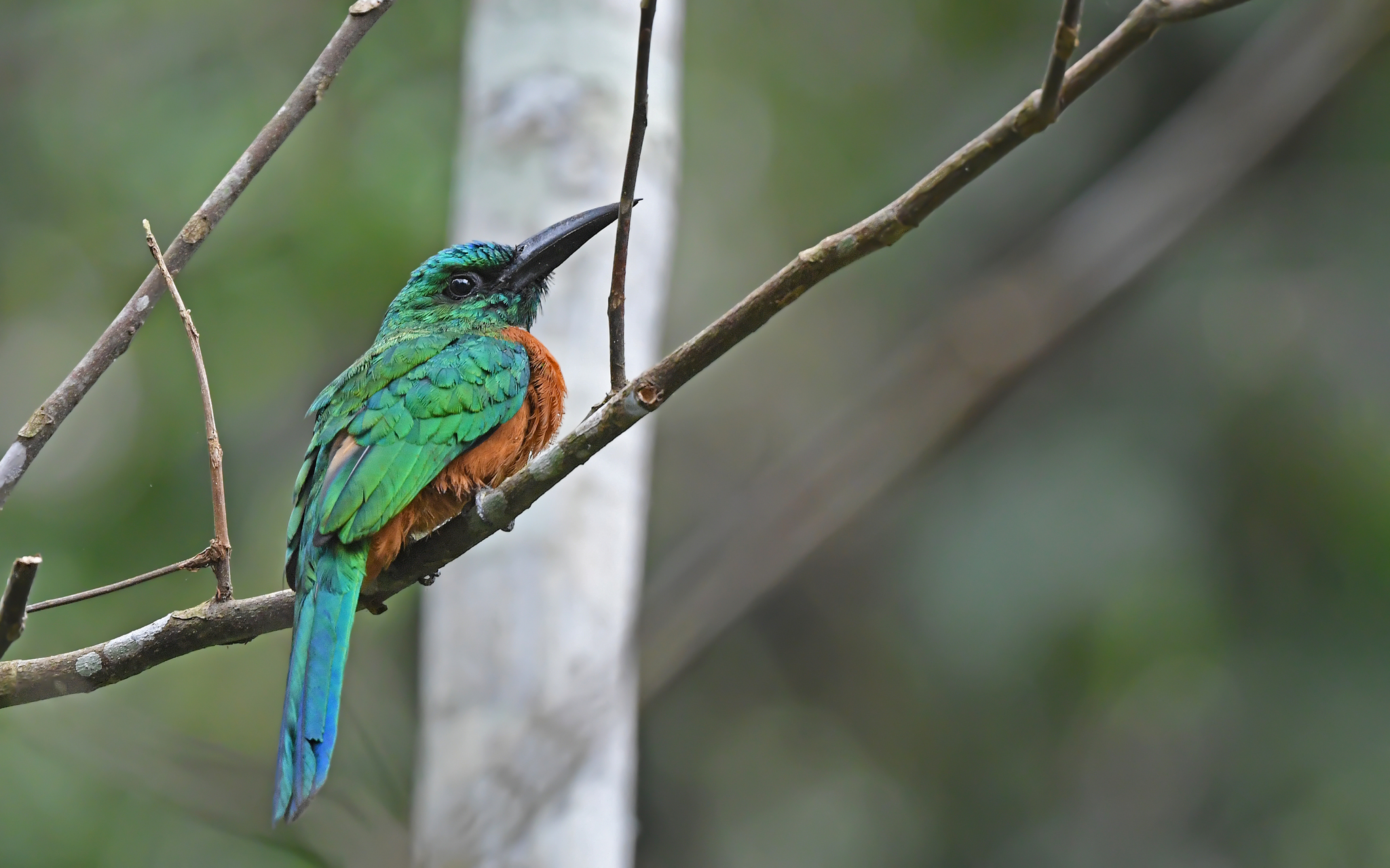 Great Jacamar illustration