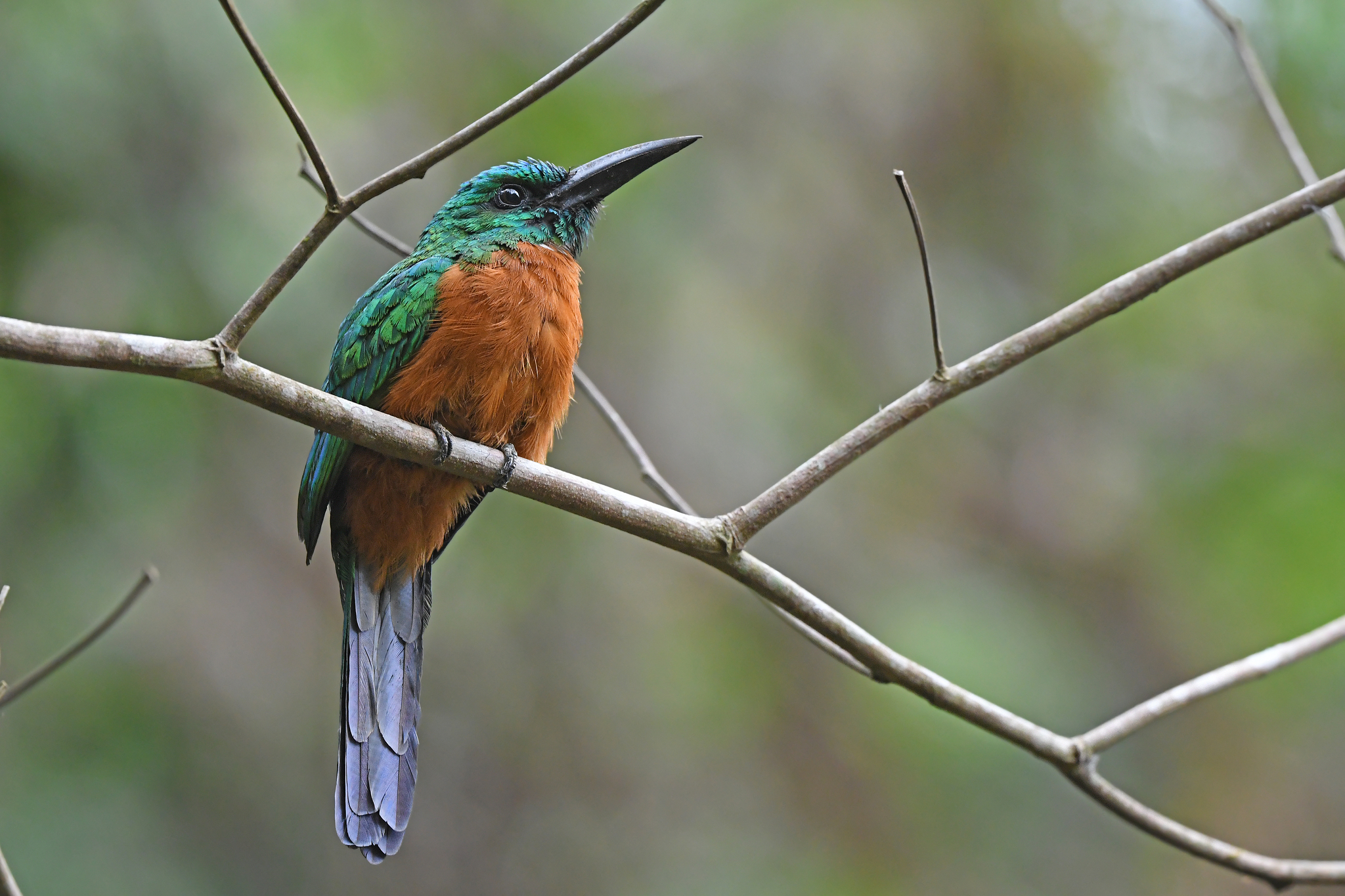 Great Jacamar (Jacamerops aureus), photo 10