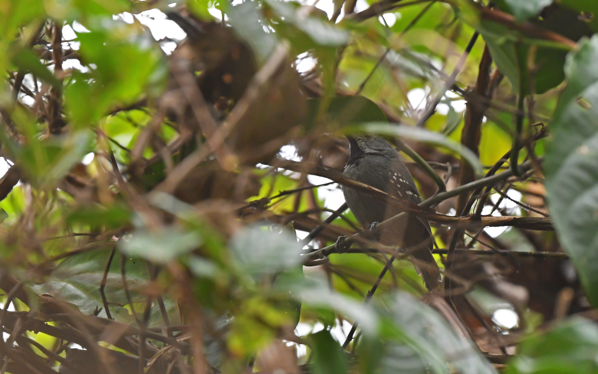 Ornate Stipplethroat (Epinecrophylla ornata), photo 2