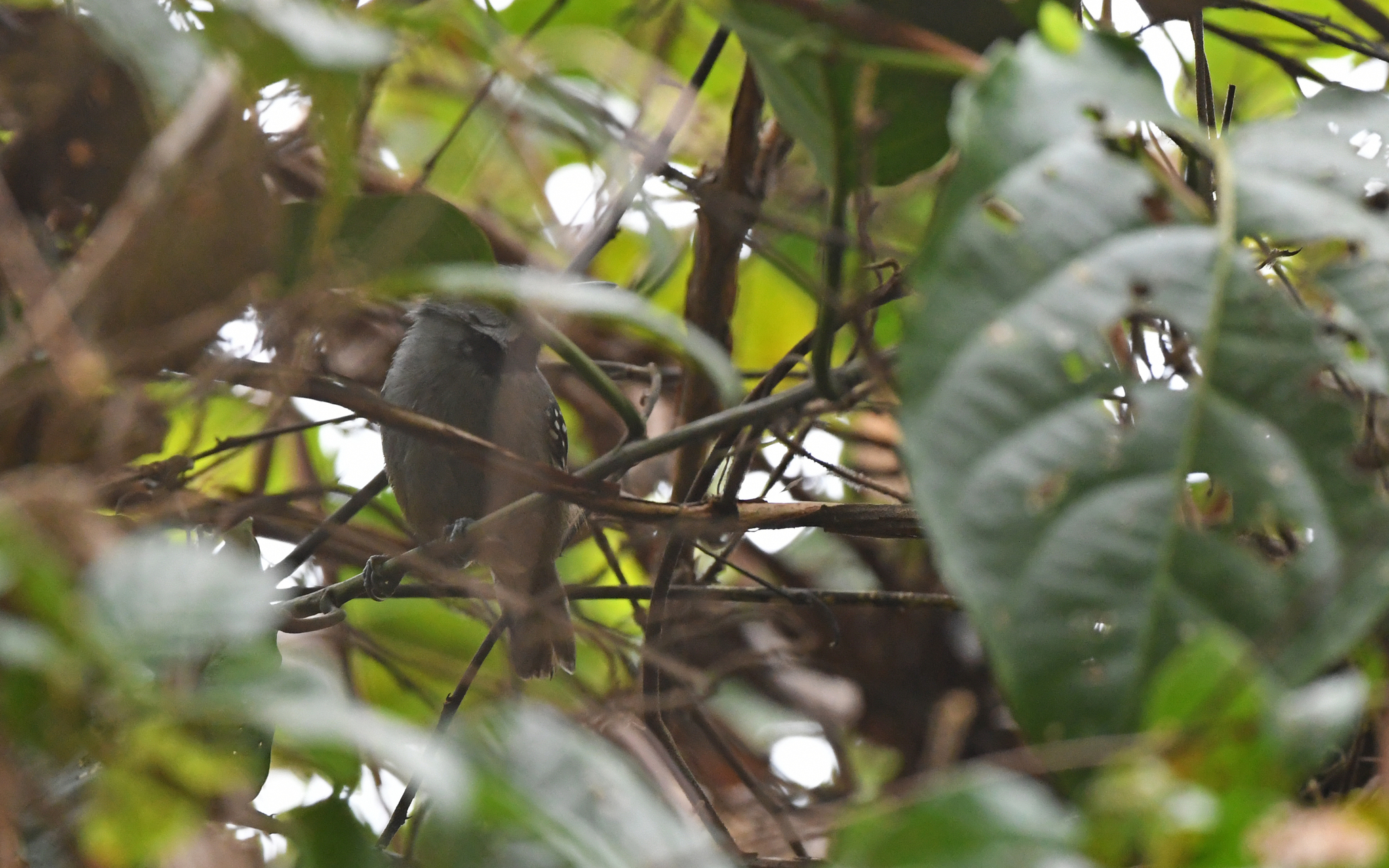 Ornate Stipplethroat (Epinecrophylla ornata), photo 1