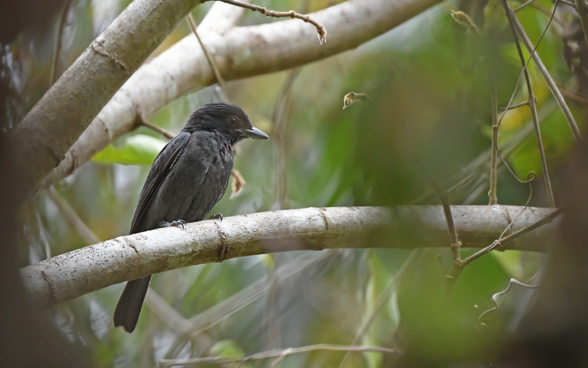 Pink-throated Becard (Pachyramphus minor), photo 7