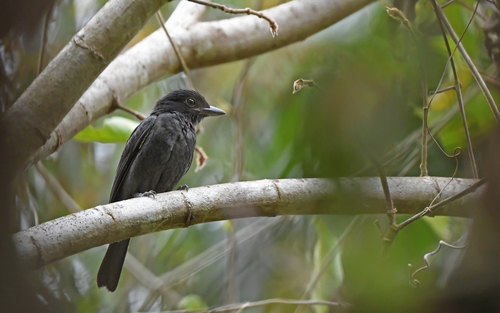Pink-throated Becard (Pachyramphus minor), photo 7