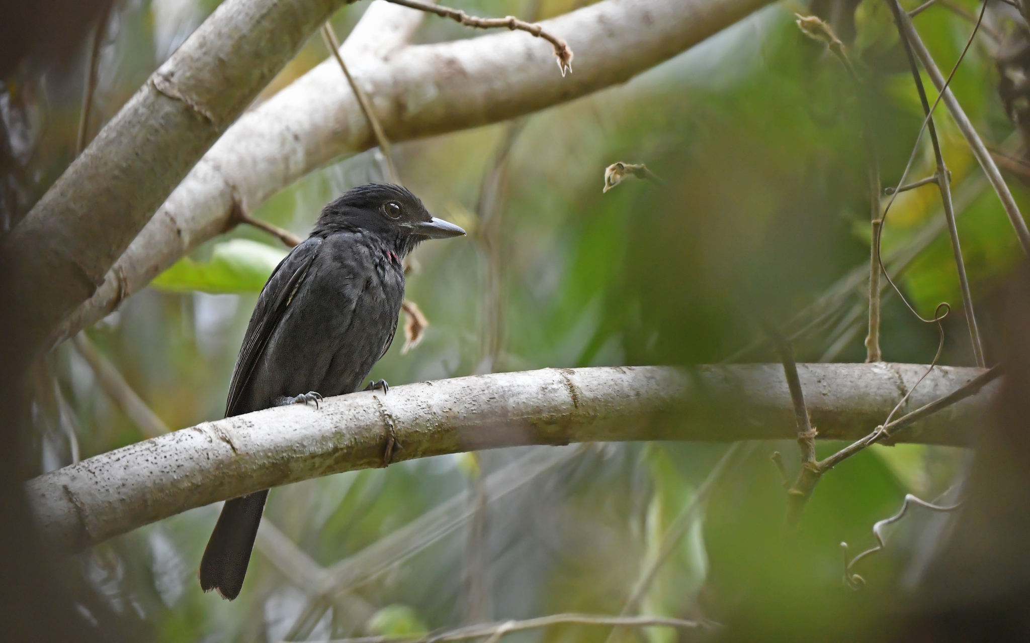 Pink-throated Becard (Pachyramphus minor), photo 6