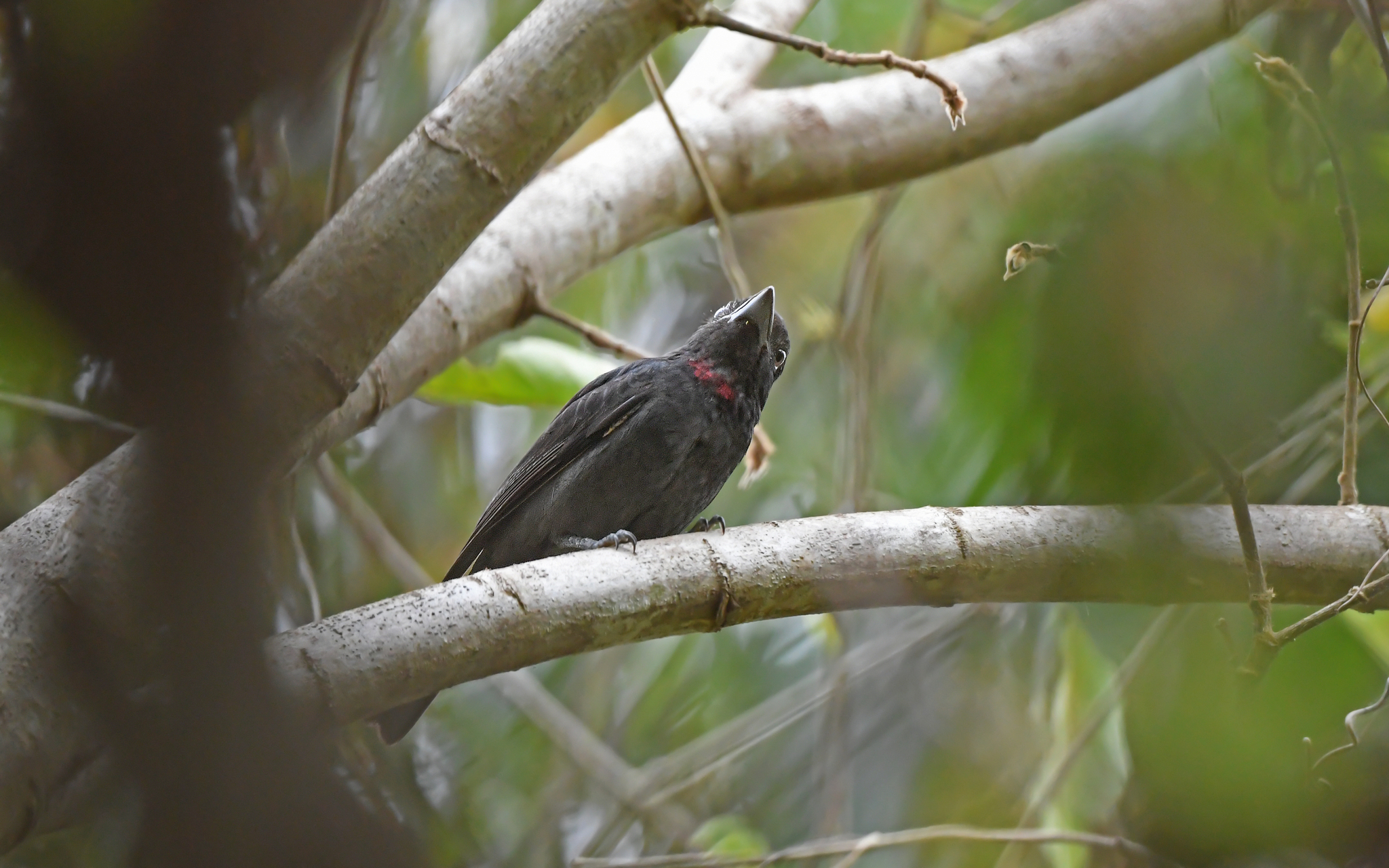 Pink-throated Becard (Pachyramphus minor), photo 8