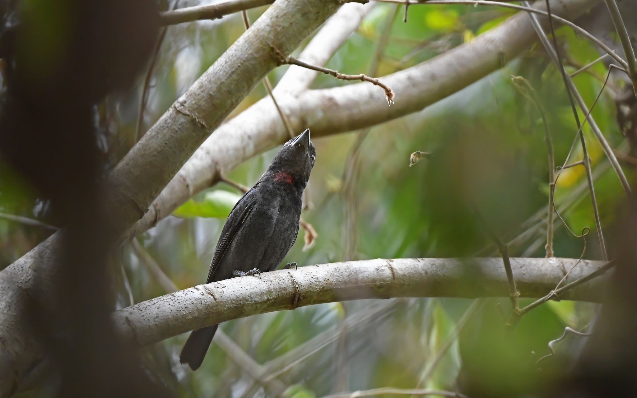 Pink-throated Becard (Pachyramphus minor), photo 9