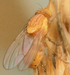 Sapromyzosoma quadripunctata