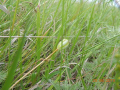 Fritillaria meleagroides