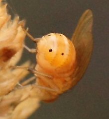 Sapromyzosoma quadripunctata