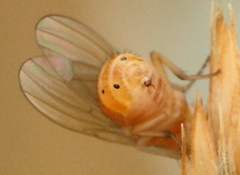 Sapromyzosoma quadripunctata