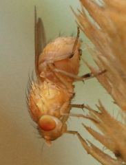 Sapromyzosoma quadripunctata