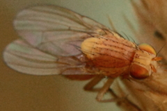 Sapromyzosoma quadripunctata