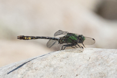 Ophiogomphus mainensis