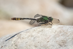 Ophiogomphus mainensis