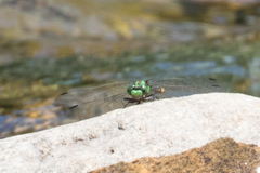 Ophiogomphus mainensis