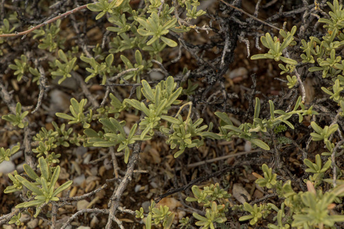 Atriplex Cana · Inaturalist