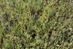 Atriplex verrucifera