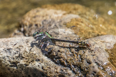 Ophiogomphus
