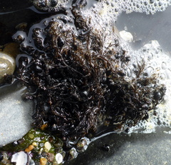 Ahnfeltia fastigiata