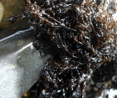 Ahnfeltia fastigiata