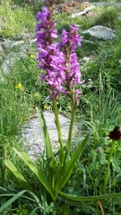 Gymnadenia