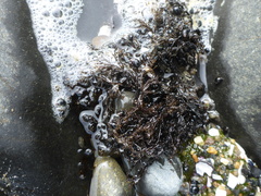 Ahnfeltia fastigiata