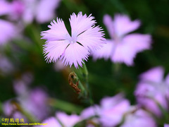 Dianthus palinensis