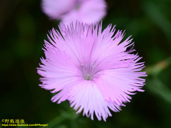 Dianthus palinensis