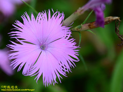 Dianthus palinensis