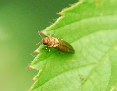 Agrilus cuprescens