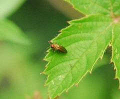 Agrilus cuprescens