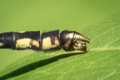 Ophiogomphus mainensis