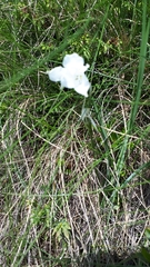 Paradisea liliastrum