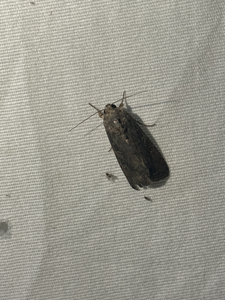 Fall Armyworm Moth from Texas State University, San Marcos, TX, US on ...