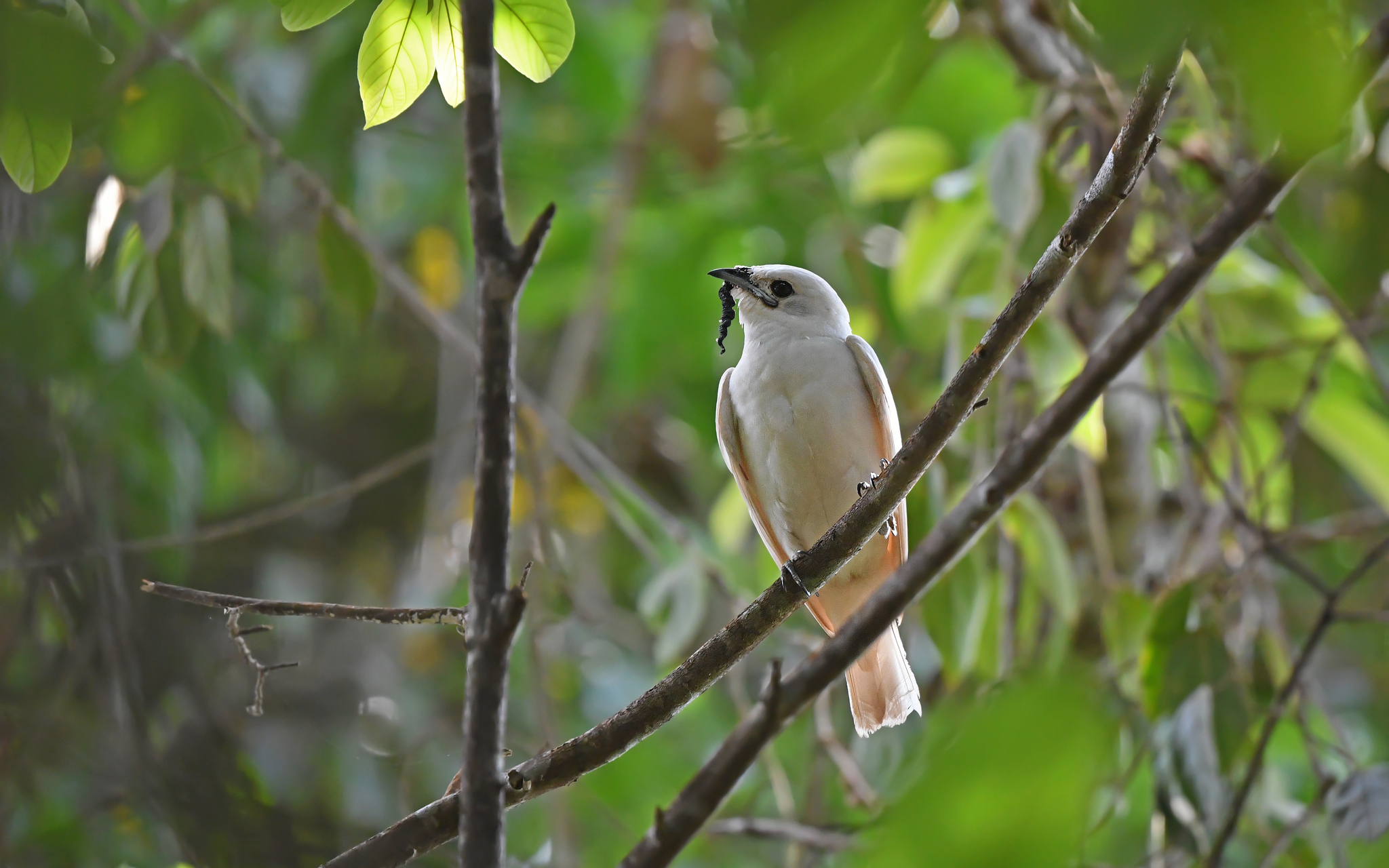 White Bellbird illustration