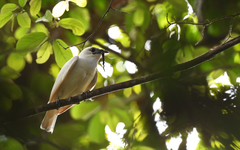 White Bellbird photo 4