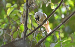 White Bellbird photo 2