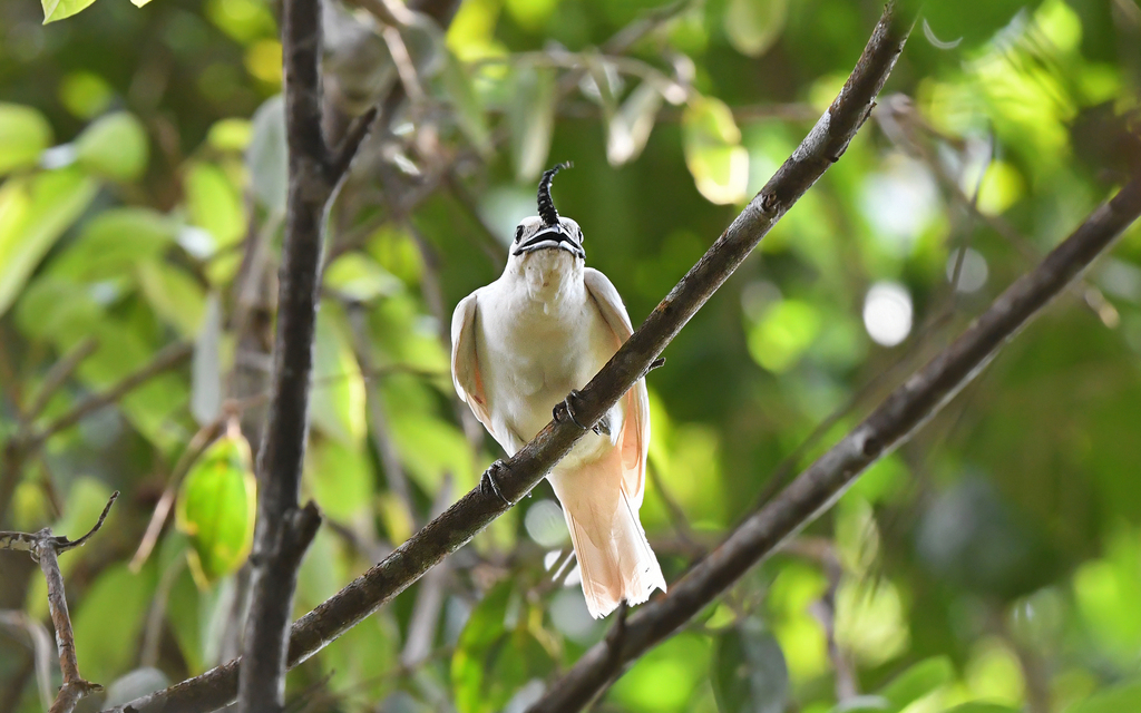 White Bellbird