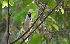 White Bellbird photo 3