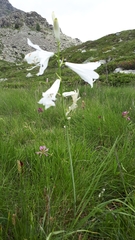 Paradisea liliastrum